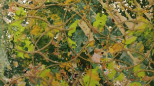 Alexandra Pappageorge ArtWalk Jasper GA